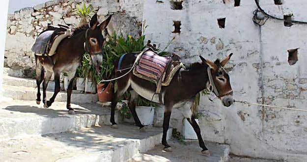 Donkey ride on Lindos Rhodes Greece
