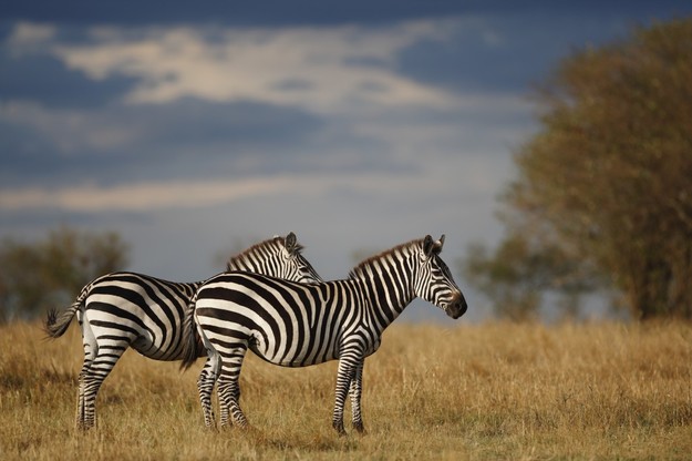Zebra plains africa