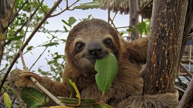 three toed sloth Panama Central America