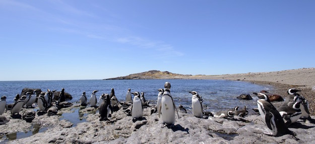 galapogos islands tours penguins