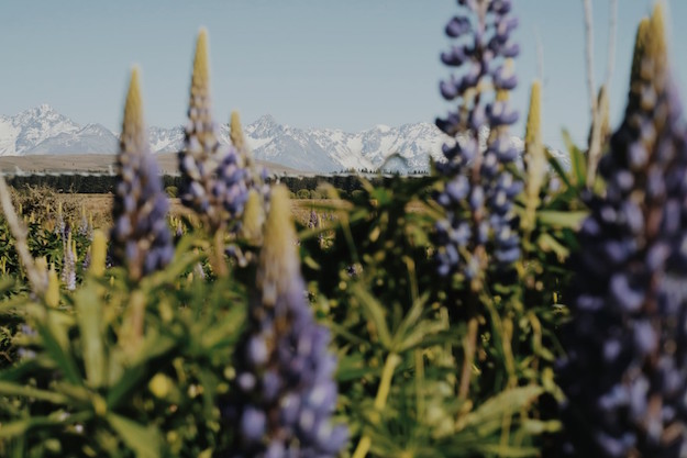 Russell Lupins New Zealand