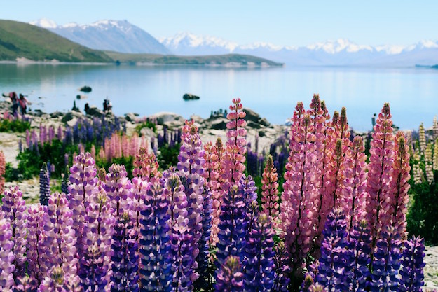 Russell Lupins Lake Tekapo New Zealand