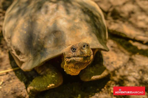 Ecuador Galapagos Islands Tortoise