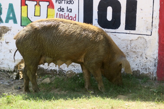 Palenque sow