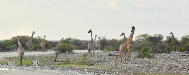 giraffes Etosha National Park Namibia Africa