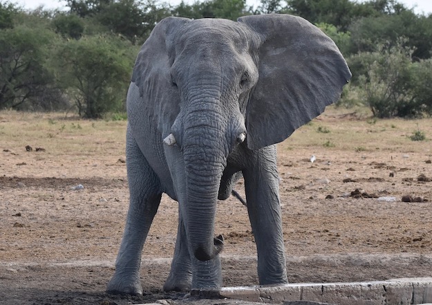 bull elephant at Etosha National Park Namibia