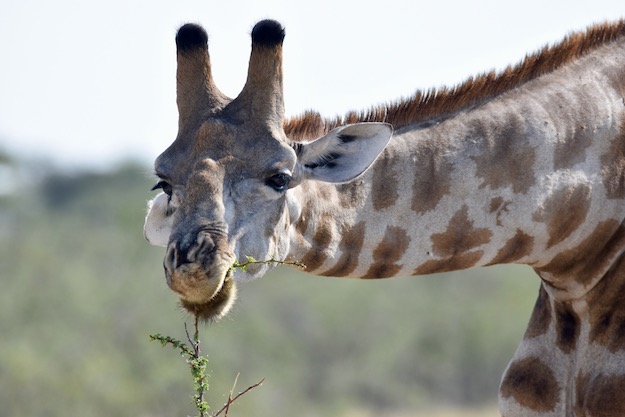 Giraffe at Etosha National Park Namibia