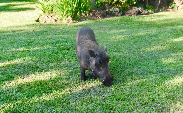 Zimbabwe warthog lawnmower
