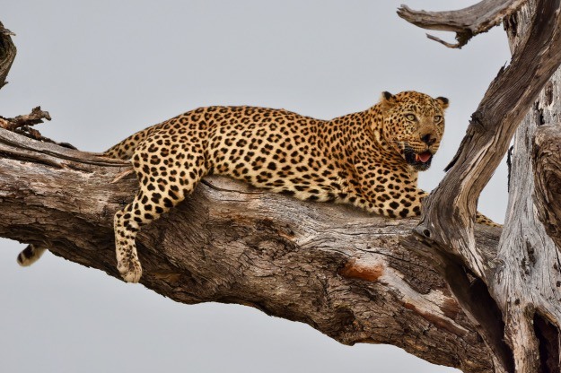 Danko the Leopard Okavango Delta