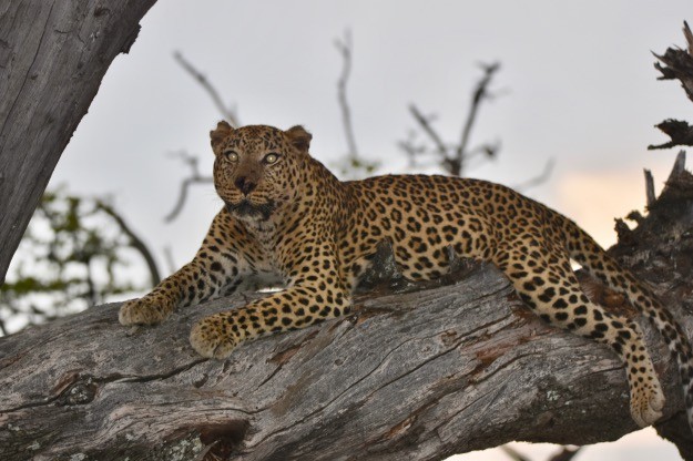 danko the leopard Okavango Delta Botswana