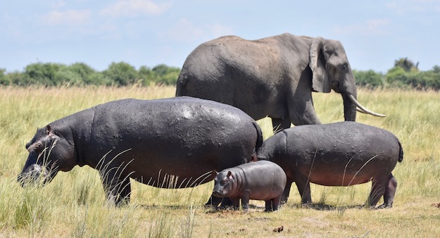 hippo family and elephant Chobe River Botswana Namibia Africa