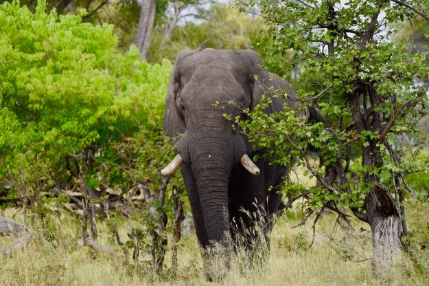 lone bull elephant Okavango Delta
