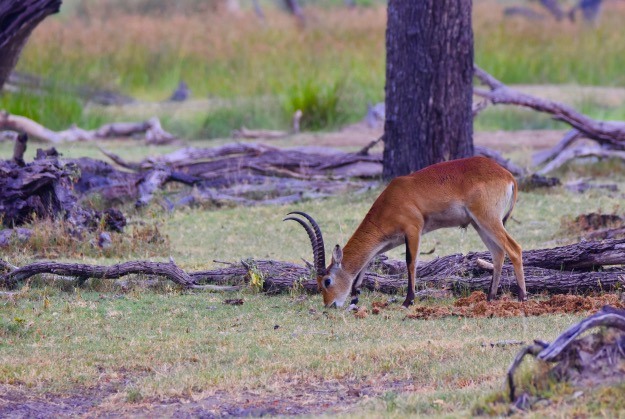Red Lechwe antelope Okavango Delta