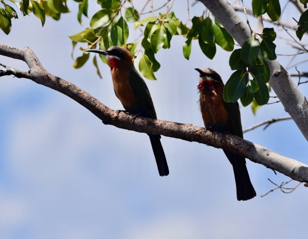 White-Fronted Bee Eater Pair