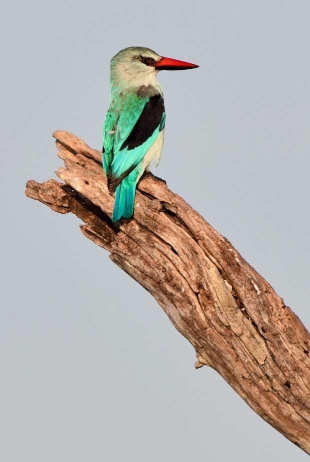Woodland Kingfisher Chobe National Park