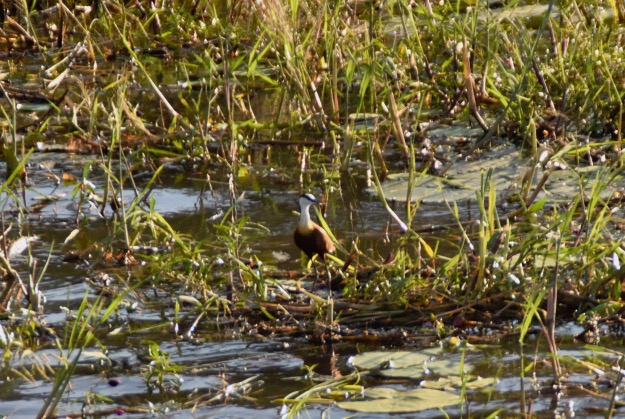 African Jacana Jesus bird