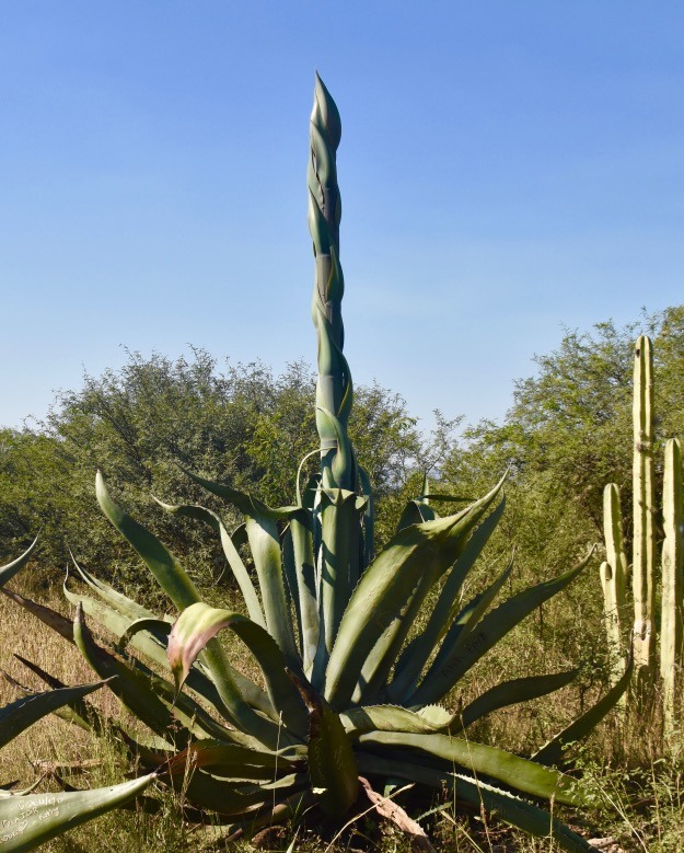 Agave plant in Mexico