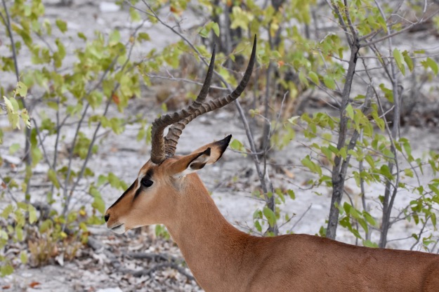 Etosha National Park Alpha Male Impala Namibia