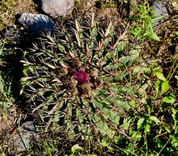 Barrel Cactus Mexico