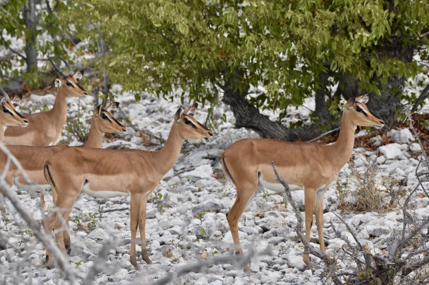 Black-Faced Impala Namibia