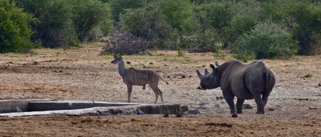Rhino Kudu Etosha National Park Namibia