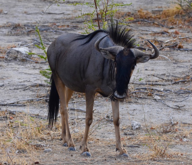 Etosha National park Blue Wildebeest