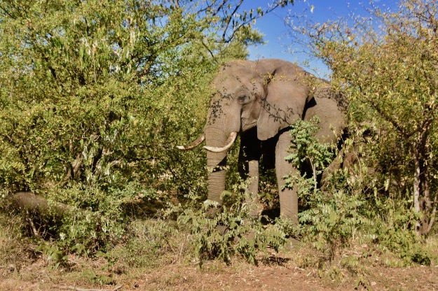 Bull Elephant Near Victoria Falls