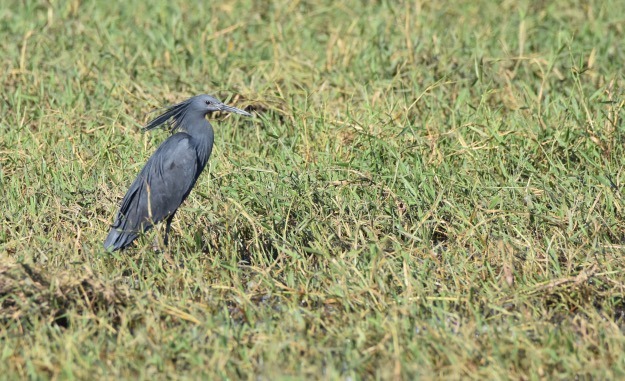Black Heron Chobe River National Park