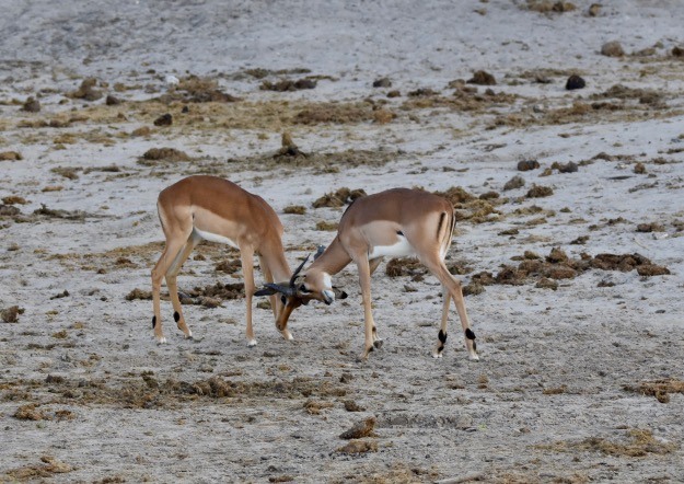 Chobe River impalas