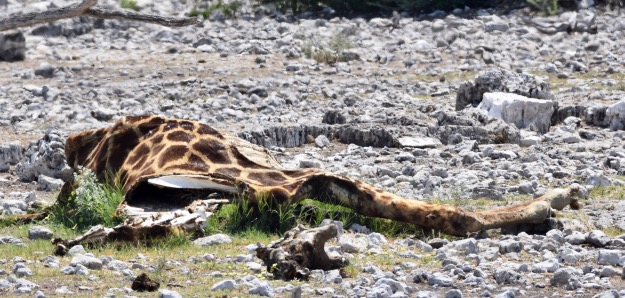 dead giraffe Etosha National Park Namibia