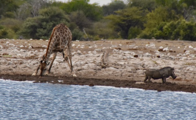 giraffe drinking at Etosha watering hole, with warthog