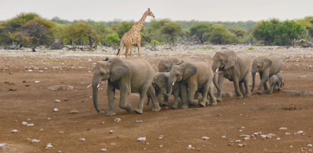 elephant herd giraffe