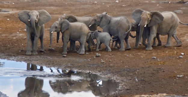 elephant herd at Etosha watering hole and a hyena