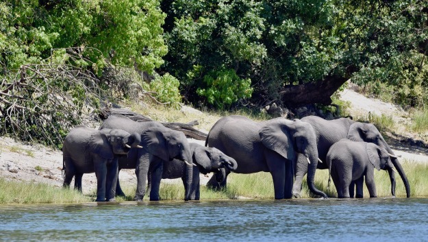 elephants on Botswana side of Chobe River