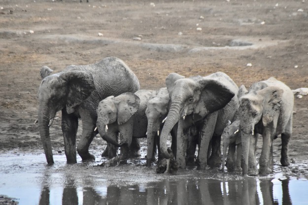 elephants at watering hole in mud