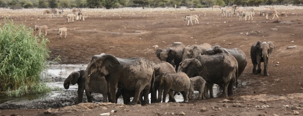 elephant herd leaving watering hole
