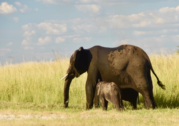 Mother elephant with child