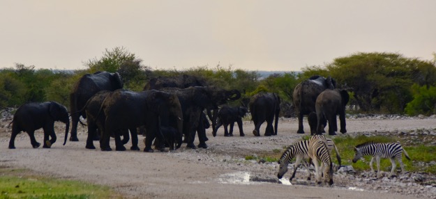 elephant herd blocking road Africa