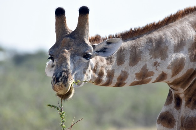 Etosha National Park Giraffe close up