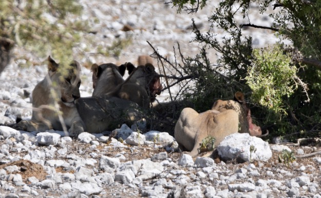 lions at springbok kill Etosha National Park