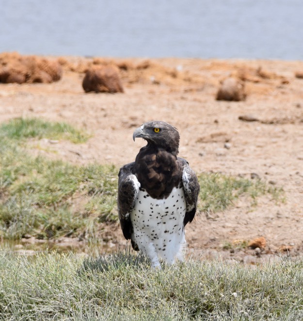 Martial Eagle bird Etosha National Park Namibia