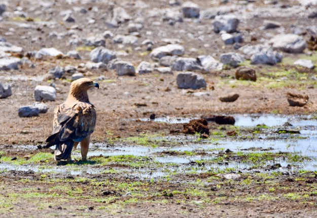 Tawny Eagle bird Etosha National park