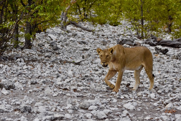 Etosha Park lioness