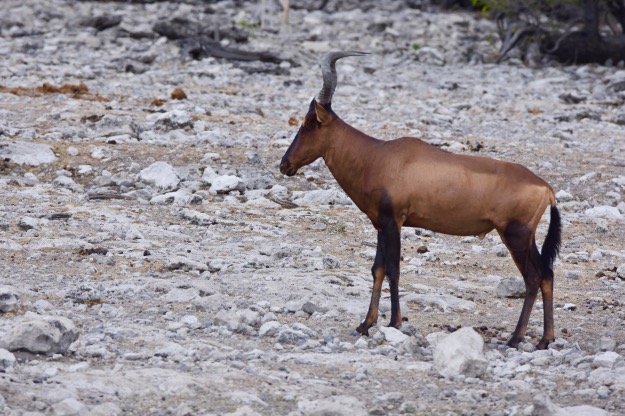 Etosha National park Red Hartebeest