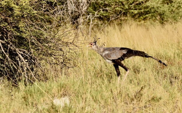 Etosha National Park Namibia Secretary Bird