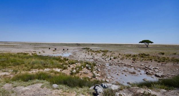 Etosha Watering Hole