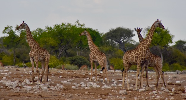 four giraffes Etosha
