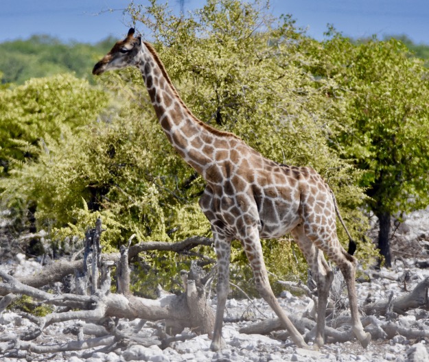 giraffe Etosha National Park