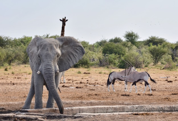 Giraffe elephant oryx Etosha National Park