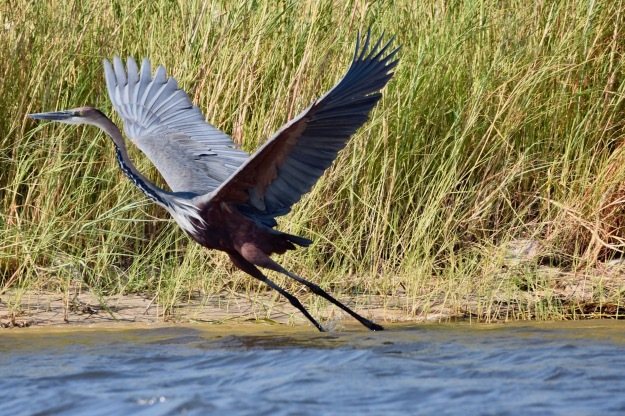 Goliath Heron taking off